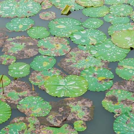 Lotus leaf with water dropの写真素材