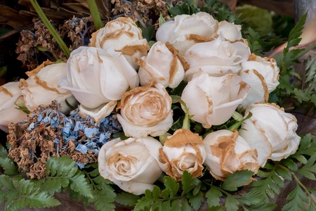 dried white roseの写真素材