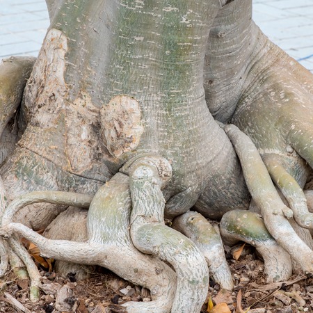 Root of Adenium obesum tree or Desert rose in flowerpot.の写真素材