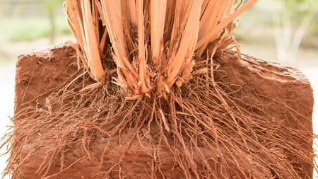 The root of Vetiver Grass  in the groundの写真素材
