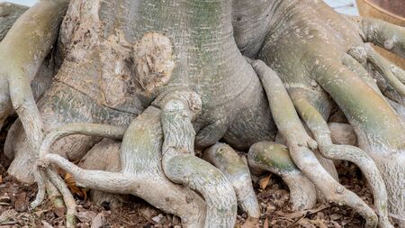 Root of Adenium obesum tree or Desert rose in flowerpot.の写真素材