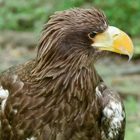 golden eagleの写真素材