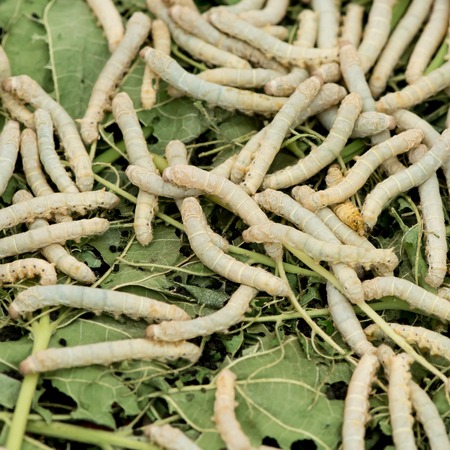 Silkworm eat leafの写真素材