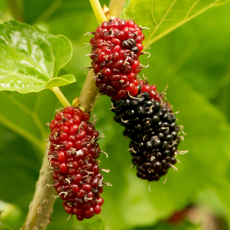 Mulberry fruits in nature backgrounds.の写真素材