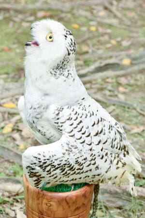 Snowy Owlの写真素材