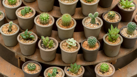 Cactus on a wooden tableの写真素材