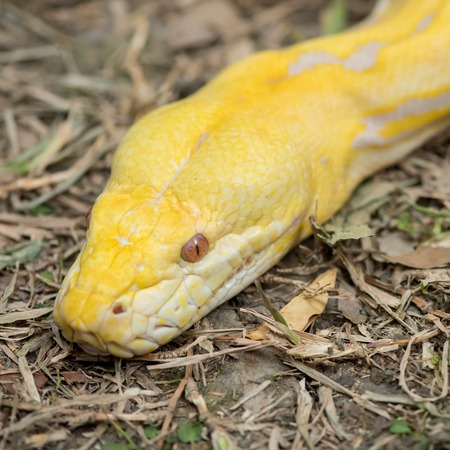 Gold Python,Reticulated python (Python reticulatus)の写真素材