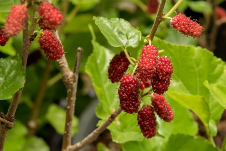 Mulberry fruits in nature backgrounds.の写真素材