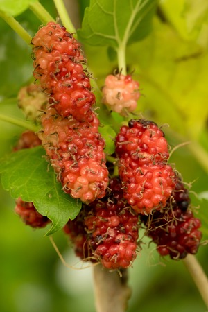 Mulberry fruits in nature backgrounds.の写真素材