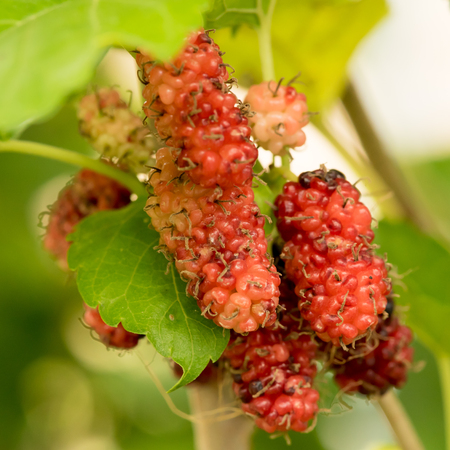 Mulberry fruits in nature backgrounds.の写真素材