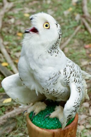 Snowy Owlの写真素材