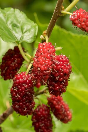 Mulberry fruits in nature backgrounds.の写真素材