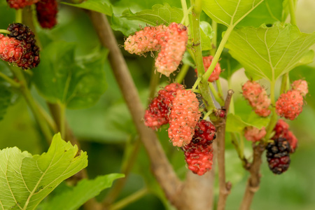 Mulberry fruits in nature backgrounds.の写真素材