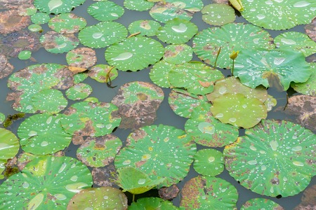 Lotus leaf with water dropの写真素材