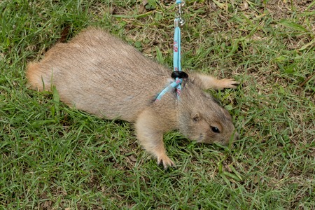 prairie dogsの写真素材