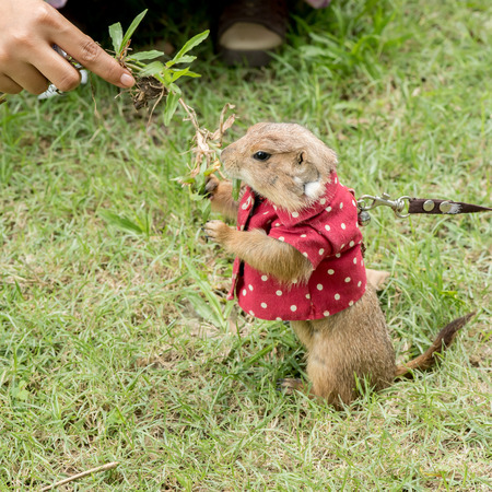 Prairie dog feeding on grassの写真素材