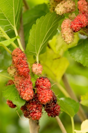 Mulberry fruits in nature backgrounds.の写真素材