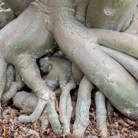 Root of Adenium obesum tree or Desert rose in flowerpot.の写真素材