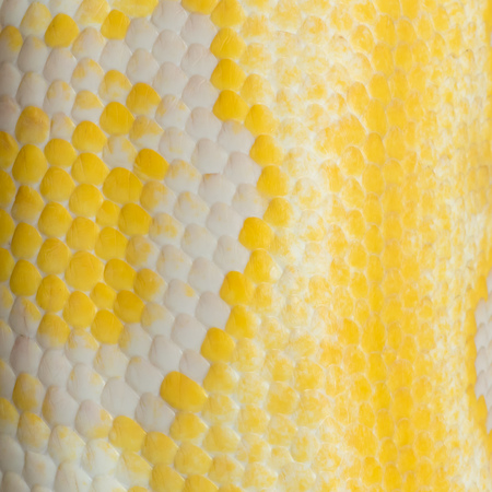 Gold Python,Reticulated python (Python reticulatus)
