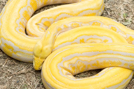 Gold Python,Reticulated python (Python reticulatus)の写真素材