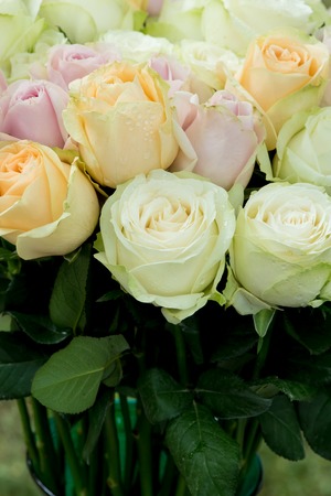 fresh pastel rosesの写真素材