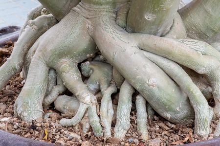 Root of Adenium obesum tree or Desert rose in flowerpot.の写真素材