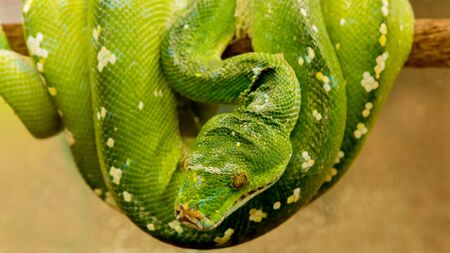 Green Tree Pythonの写真素材