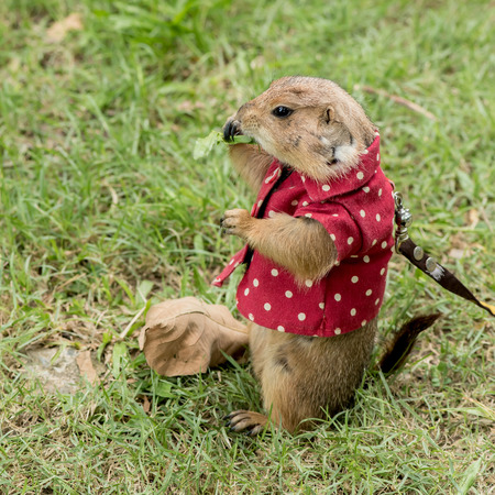Prairie dog feeding on grassの写真素材