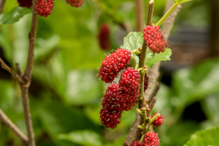Mulberry fruits in nature backgrounds.の写真素材