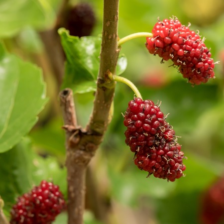 Mulberry fruits in nature backgrounds.の写真素材