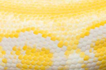 Gold Python,Reticulated python (Python reticulatus)の写真素材