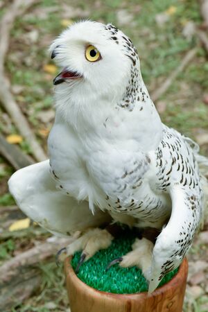 Snowy Owlの写真素材