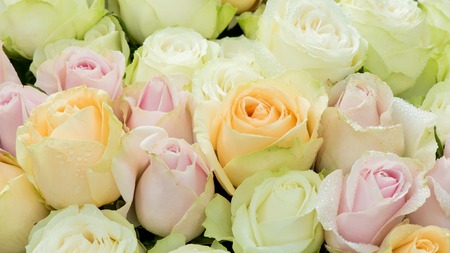 fresh pastel rosesの写真素材