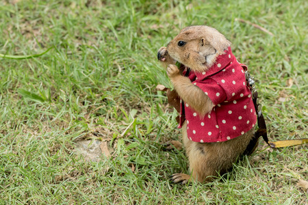 Prairie dog feeding on grassの写真素材