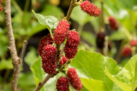 Mulberry fruits in nature backgrounds.の写真素材