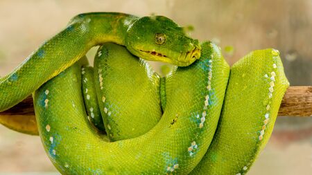 Green Tree Pythonの写真素材