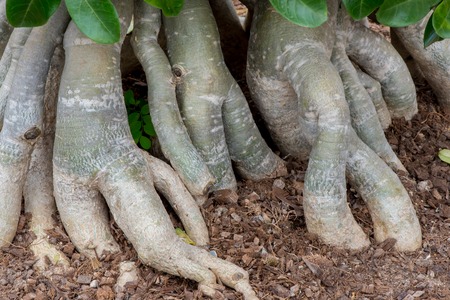 Root of Adenium obesum tree or Desert rose in flowerpot.の写真素材