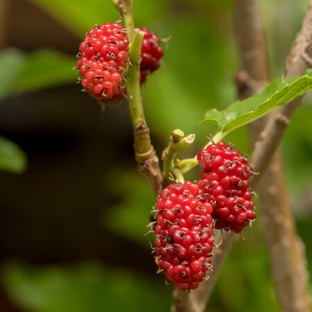 Mulberry fruits in nature backgrounds.の写真素材