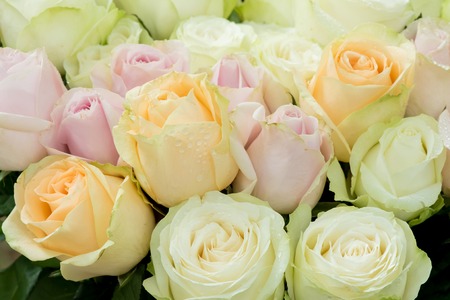 fresh pastel rosesの写真素材