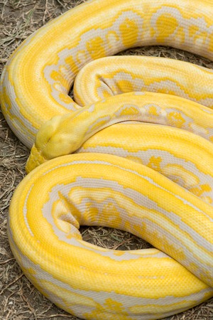 Gold Python,Reticulated python (Python reticulatus)の写真素材
