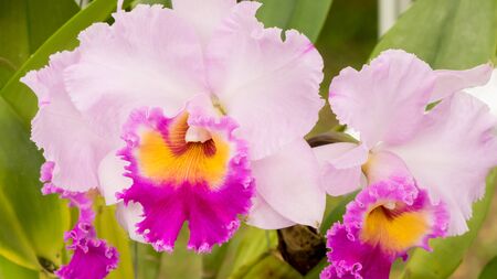 Close-up of beautiful orchidの写真素材