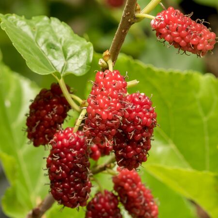 Mulberry fruits in nature backgrounds.の写真素材
