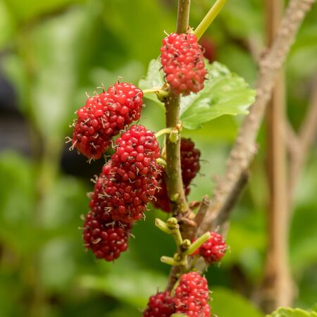 Mulberry fruits in nature backgrounds.の写真素材