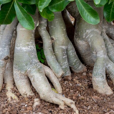 Root of Adenium obesum tree or Desert rose in flowerpot.の写真素材