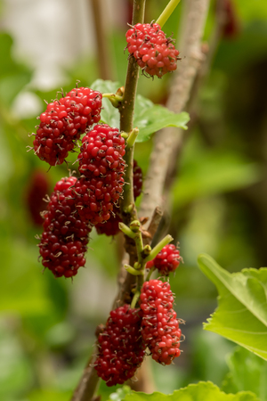 Mulberry fruits in nature backgrounds.の写真素材