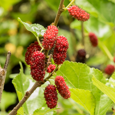 Mulberry fruits in nature backgrounds.の写真素材