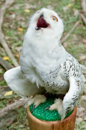 Snowy Owlの写真素材