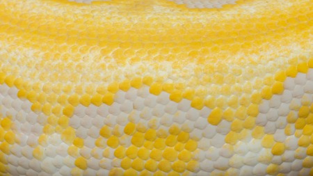 Gold Python,Reticulated python (Python reticulatus)の写真素材