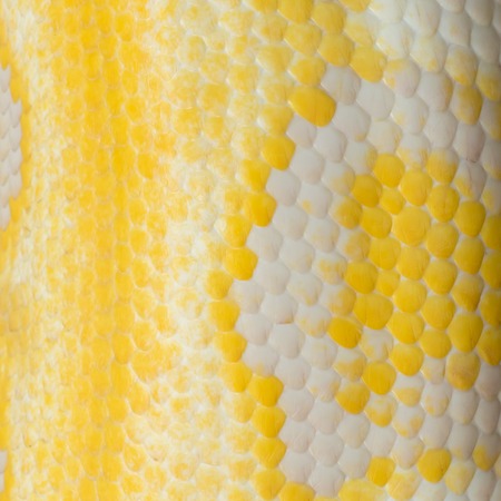 Gold Python,Reticulated python (Python reticulatus)の写真素材