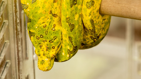 Green Tree Python yellow phaseの写真素材